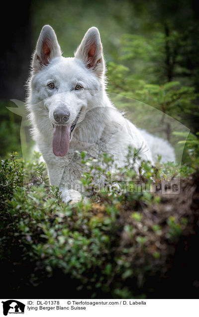 liegender Weier Schweizer Schferhund / lying Berger Blanc Suisse / DL-01378