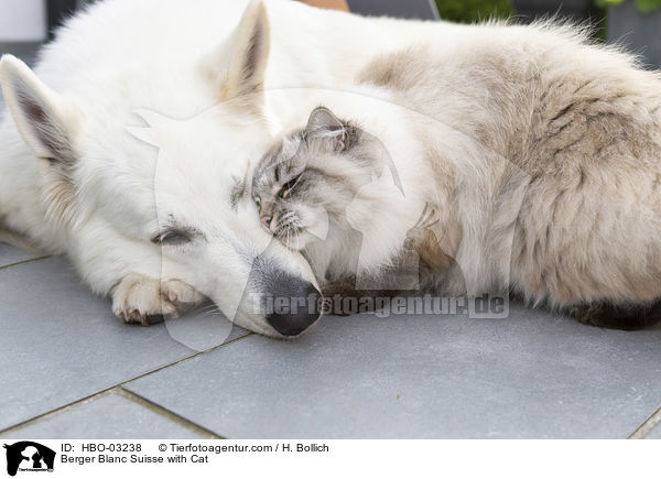Berger Blanc Suisse with Cat / HBO-03238