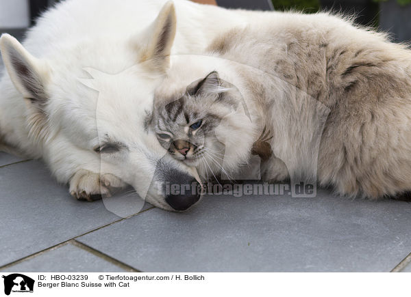 Berger Blanc Suisse with Cat / HBO-03239
