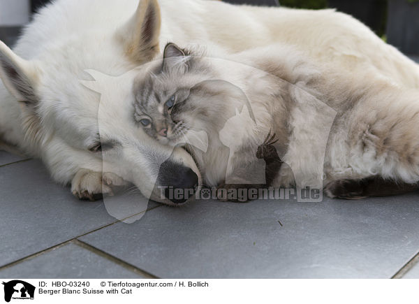 Berger Blanc Suisse with Cat / HBO-03240