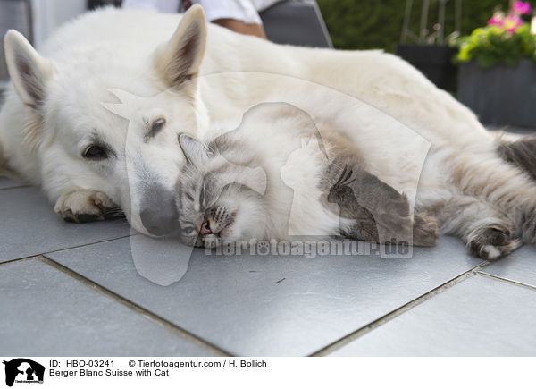 Weier Schweizer Schferhund mit Katze / Berger Blanc Suisse with Cat / HBO-03241