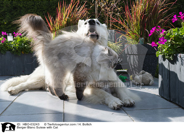 Weier Schweizer Schferhund mit Katze / Berger Blanc Suisse with Cat / HBO-03243