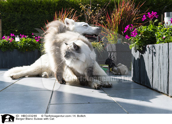 Berger Blanc Suisse with Cat / HBO-03246