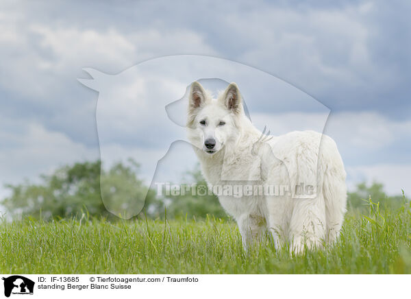 standing Berger Blanc Suisse / IF-13685