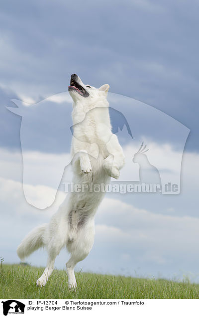 spielender Weier Schweizer Schferhund / playing Berger Blanc Suisse / IF-13704