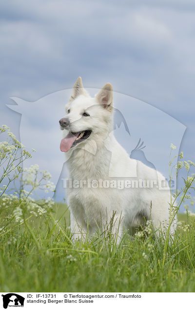 stehender Weier Schweizer Schferhund / standing Berger Blanc Suisse / IF-13731