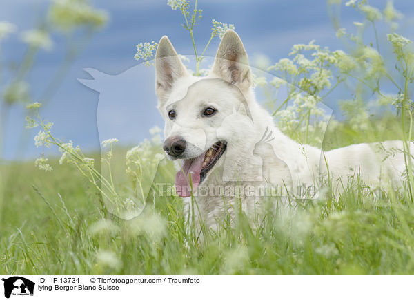 liegender Weier Schweizer Schferhund / lying Berger Blanc Suisse / IF-13734