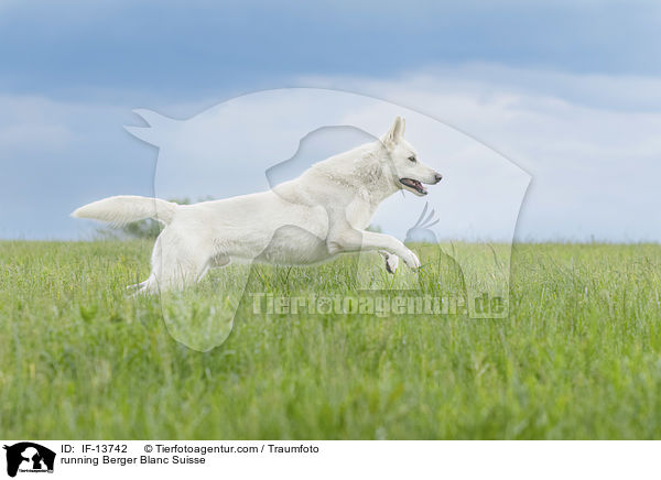 rennender Weier Schweizer Schferhund / running Berger Blanc Suisse / IF-13742