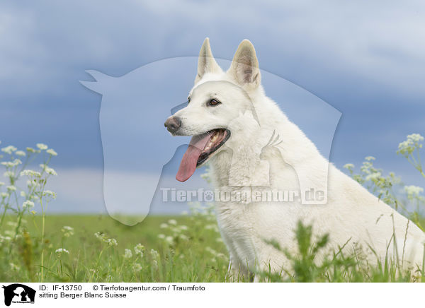 sitzender Weier Schweizer Schferhund / sitting Berger Blanc Suisse / IF-13750