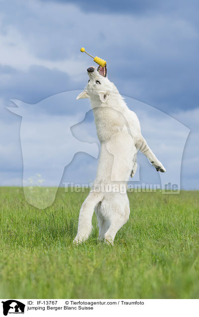 springender Weier Schweizer Schferhund / jumping Berger Blanc Suisse / IF-13767