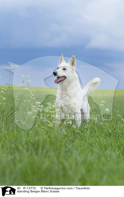 stehender Weier Schweizer Schferhund / standing Berger Blanc Suisse / IF-13770