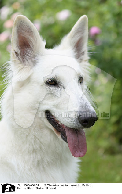 Weier Schweizer Schferhund Portrait / Berger Blanc Suisse Portrait / HBO-03652