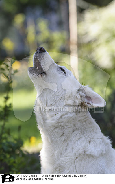 Weier Schweizer Schferhund Portrait / Berger Blanc Suisse Portrait / HBO-03655