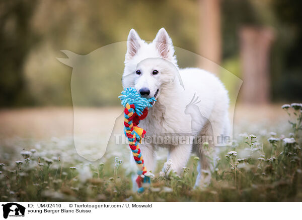 junger Weier Schweizer Schferhund / young Berger Blanc Suisse / UM-02410