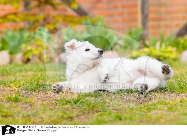 Weier Schweizer Schferhund Welpe / Berger Blanc Suisse Puppy / IF-14087