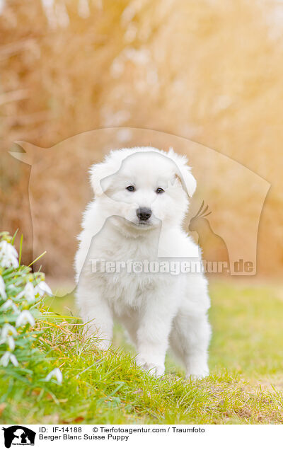 Berger Blanc Suisse Puppy / IF-14188