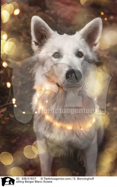 sitzender Weier Schweizer Schferhund / sitting Berger Blanc Suisse / SIB-01837