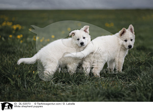 Weie Schweizer Schferhunde Welpen / White shepherd puppies / DL-02073