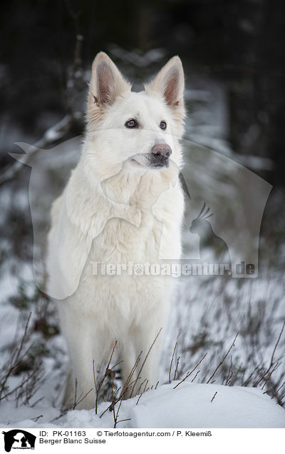 Weier Schweizer Schferhund / Berger Blanc Suisse / PK-01163