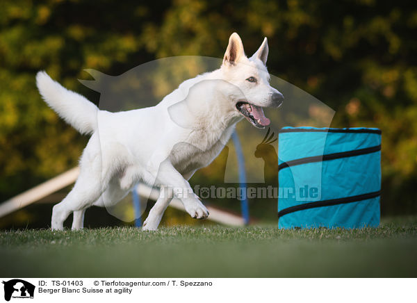 Weier Schweizer Schferhund beim Agility / Berger Blanc Suisse at agility / TS-01403