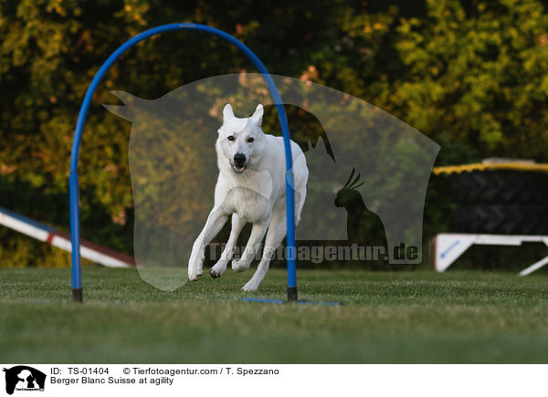 Weier Schweizer Schferhund beim Agility / Berger Blanc Suisse at agility / TS-01404