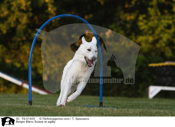 Weier Schweizer Schferhund beim Agility / Berger Blanc Suisse at agility / TS-01405