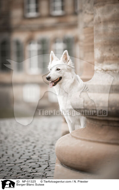 Weier Schweizer Schferhund / Berger Blanc Suisse / NP-01325
