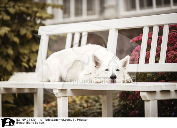 Weier Schweizer Schferhund / Berger Blanc Suisse / NP-01339