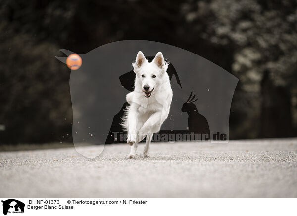 Weier Schweizer Schferhund / Berger Blanc Suisse / NP-01373