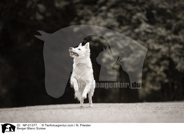 Weier Schweizer Schferhund / Berger Blanc Suisse / NP-01377