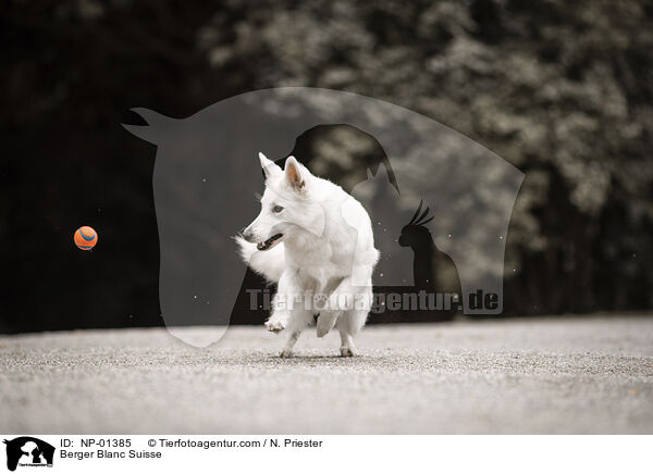 Weier Schweizer Schferhund / Berger Blanc Suisse / NP-01385