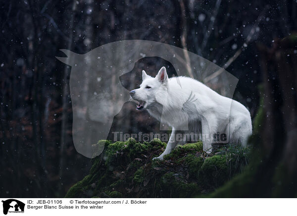 Weier Schweizer Schferhund im Winter / Berger Blanc Suisse in the winter / JEB-01106