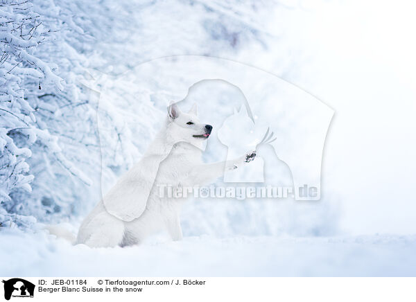 Berger Blanc Suisse in the snow / JEB-01184