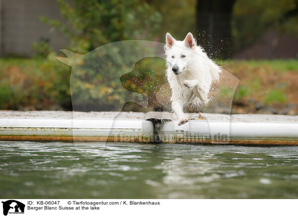 Weier Schweizer Schferhund am Wasser / Berger Blanc Suisse at the lake / KB-06047
