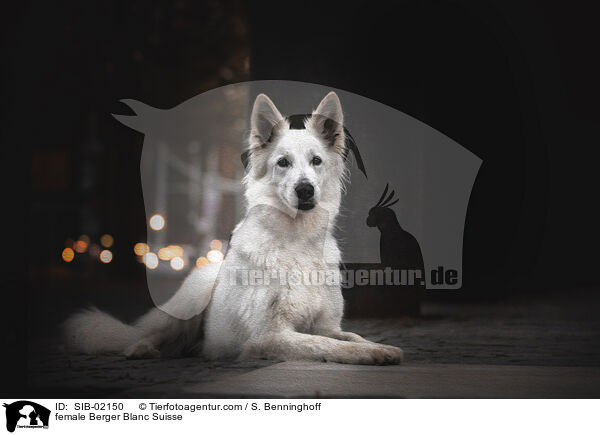 Weier Schweizer Schferhund Hndin / female Berger Blanc Suisse / SIB-02150