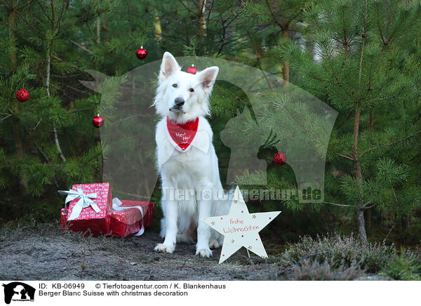 Weier Schweizer Schferhund mit Weihnachtsdekoration / Berger Blanc Suisse with christmas decoration / KB-06949
