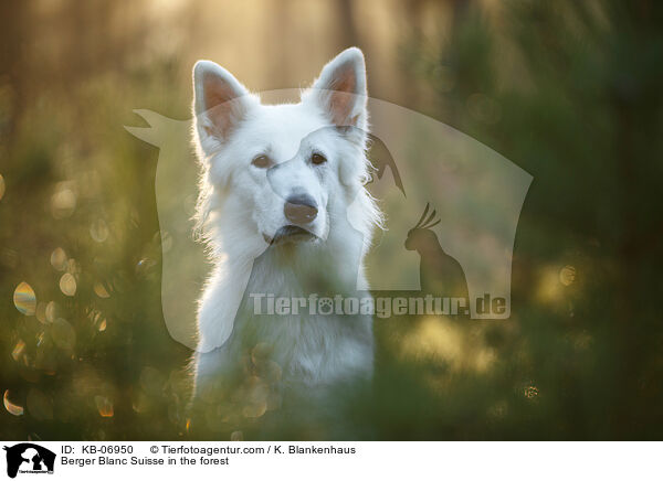 Weier Schweizer Schferhund im Wald / Berger Blanc Suisse in the forest / KB-06950