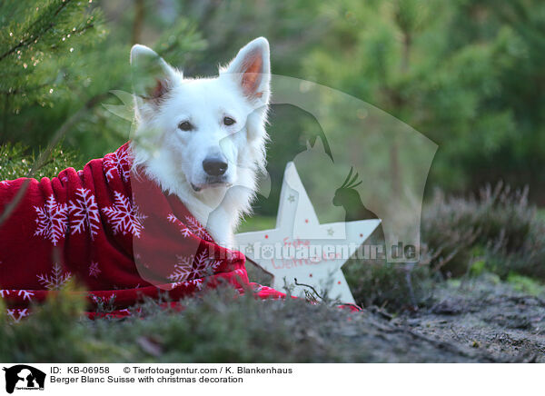 Berger Blanc Suisse with christmas decoration / KB-06958