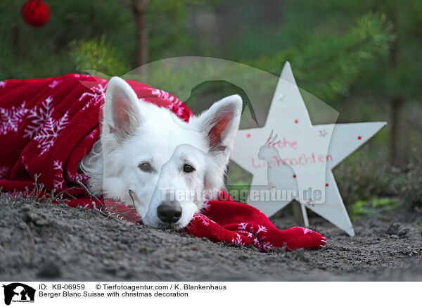Weier Schweizer Schferhund mit Weihnachtsdekoration / Berger Blanc Suisse with christmas decoration / KB-06959