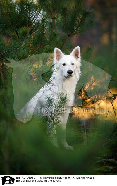Weier Schweizer Schferhund im Wald / Berger Blanc Suisse in the forest / KB-06960