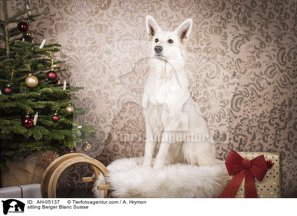 sitzender Weier Schweizer Schferhund / sitting Berger Blanc Suisse / AH-05137