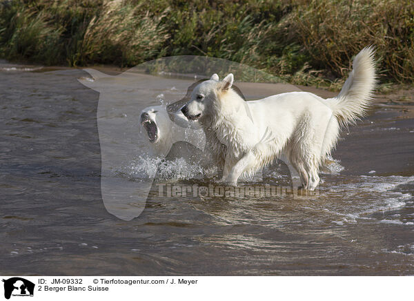 2 Weie Schweizer Schferhunde / 2 Berger Blanc Suisse / JM-09332