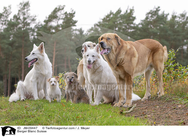 Weier Schweizer Schferhund / Berger Blanc Suisse / JM-09447