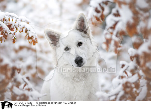 Weier Schweizer Schferhund Hndin / female Berger Blanc Suisse / SGR-01029