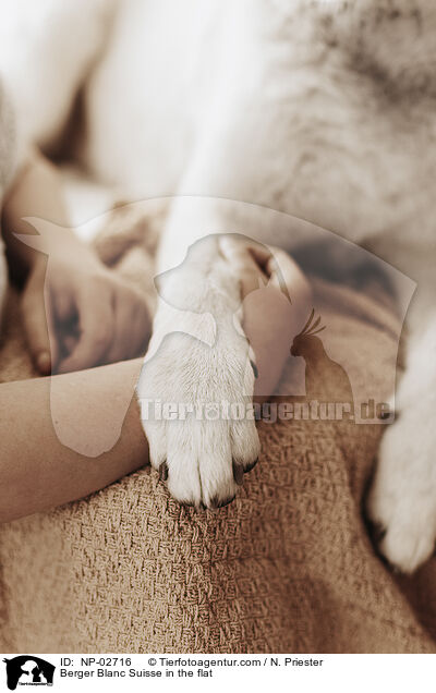 Weier Schweizer Schferhund in der Wohnung / Berger Blanc Suisse in the flat / NP-02716