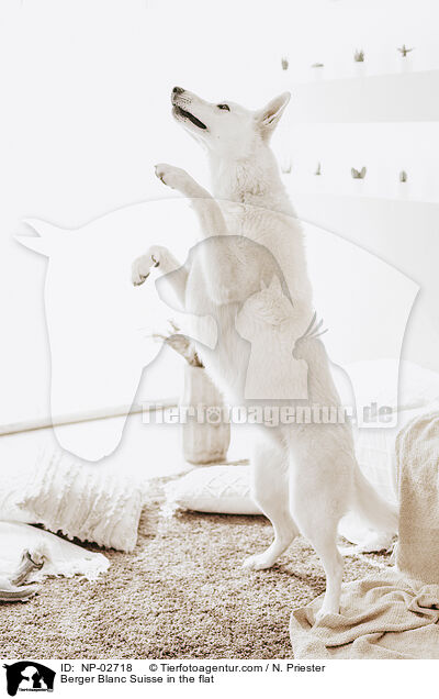 Weier Schweizer Schferhund in der Wohnung / Berger Blanc Suisse in the flat / NP-02718