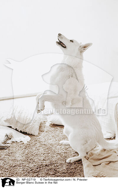 Berger Blanc Suisse in the flat / NP-02719