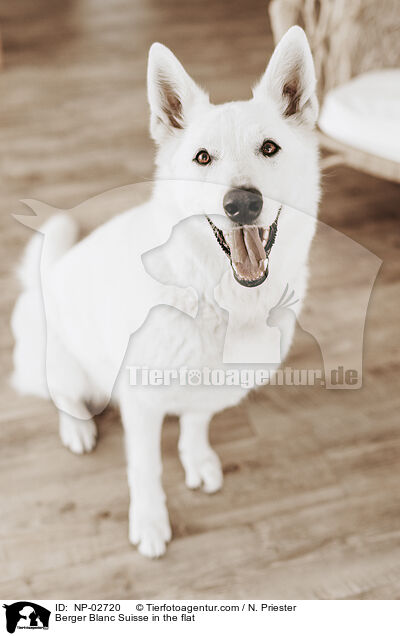 Berger Blanc Suisse in the flat / NP-02720