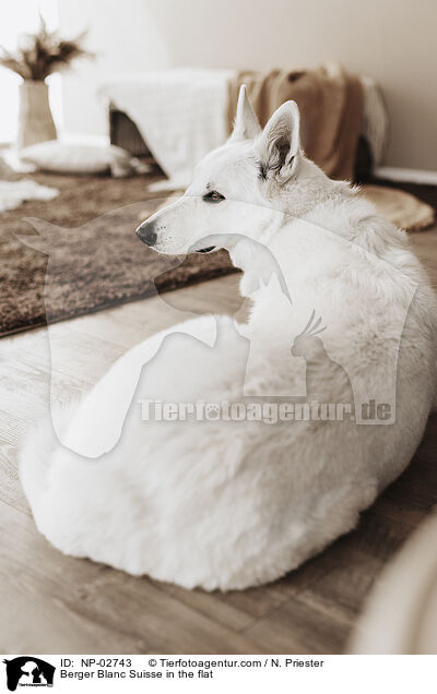 Berger Blanc Suisse in the flat / NP-02743