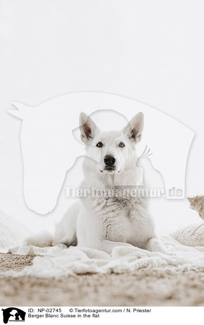 Berger Blanc Suisse in the flat / NP-02745